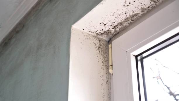 Best Kitchen Mold Remediation in Massac, KY