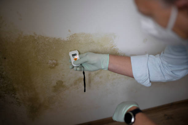 Best Post-Flood Mold Remediation in Massac, KY