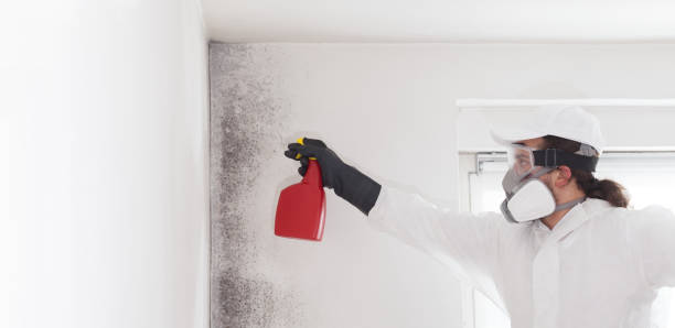 Best Emergency Mold Remediation in Massac, KY
