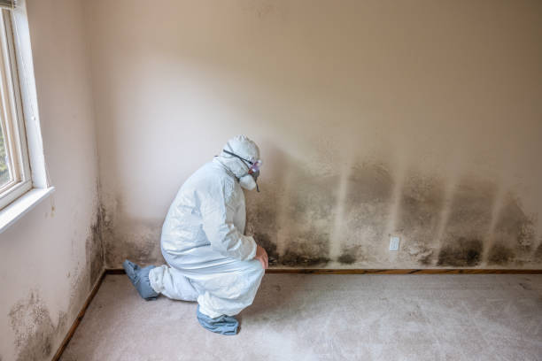 Best Basement Mold Remediation in Massac, KY
